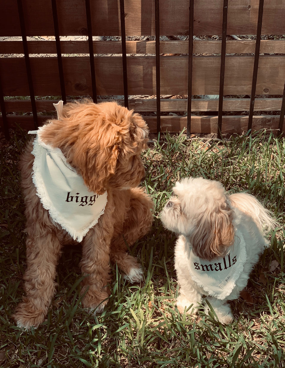 Veterinarian in Temple Vet Near You Barks + Bliss Veterinary Wellness