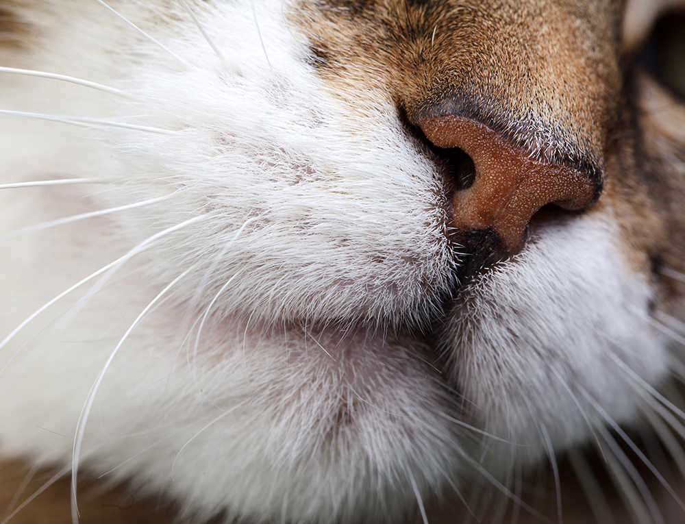 Surgery Vet in Temple Barks + Bliss Veterinary Wellness